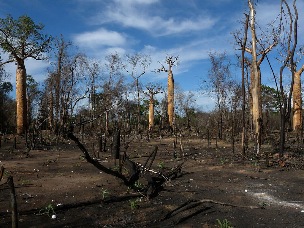 Deforestación en Madagascar