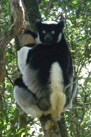 Indri